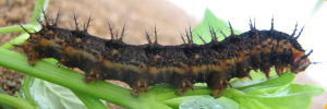 Hypolimnas alimena lamina - Final Larvae